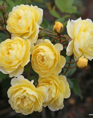 Rose ´Lemon Siluetta´