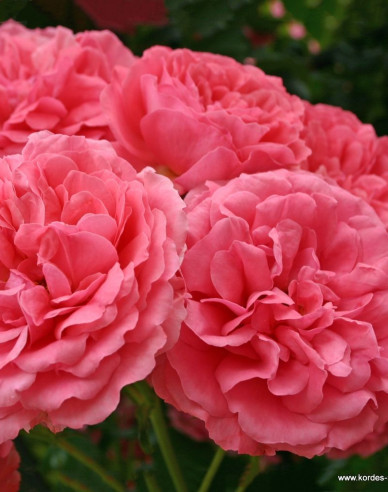 Rose Rosarium Uetersen