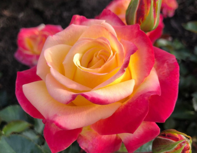 Rose Casino