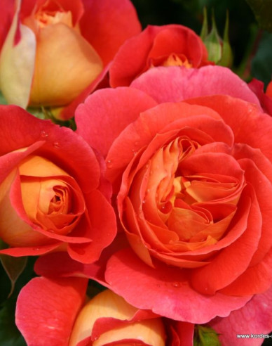 Rose Gebrüder Grimm