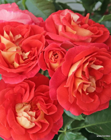 Rose Gebrüder Grimm