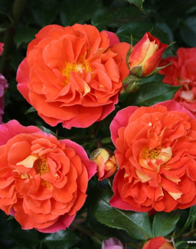 Rose Gebrüder Grimm