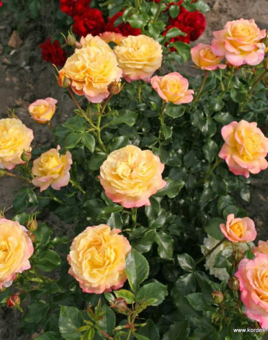 Rose Rose der Hoffnung