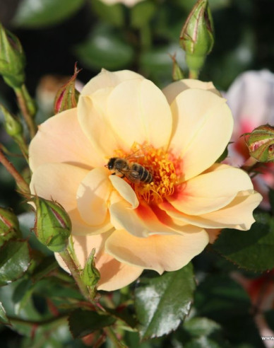 Rose See You in Apricot