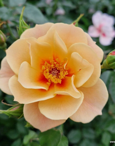 Rose See You in Apricot