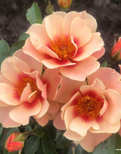 Rose See You in Apricot