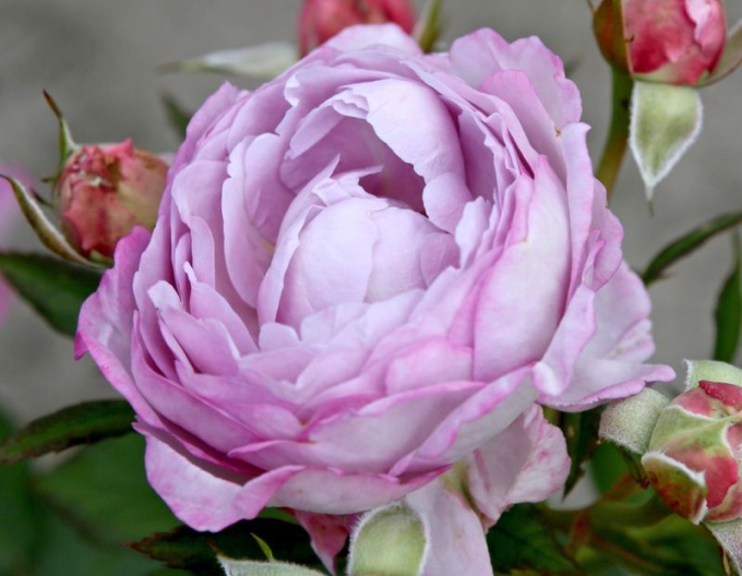 Rose Herzogin Dorothea