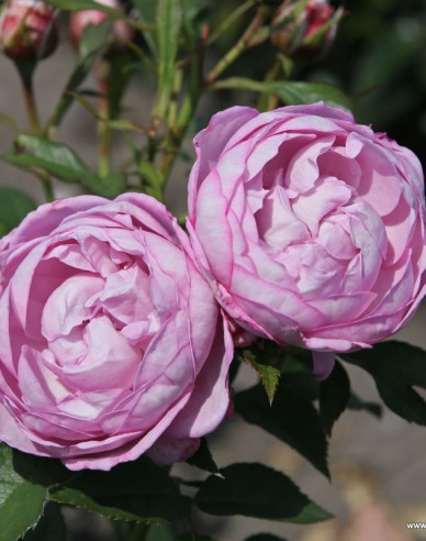 Rose Herzogin Dorothea