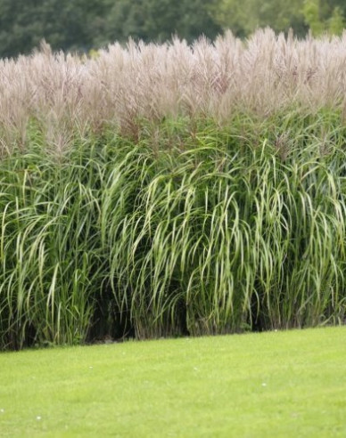 Chinaschilf  Kleine Silberspinne 2l