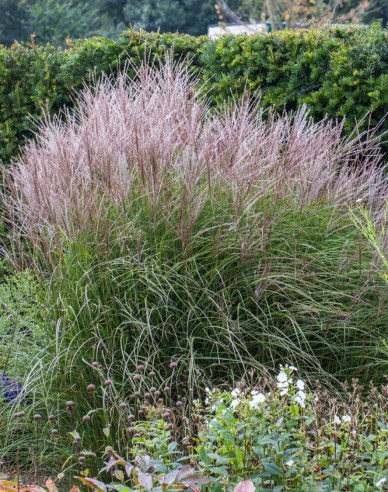 Chinaschilf  Kleine Silberspinne 2l