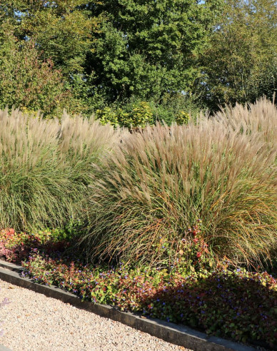 Chinaschilf  Kleine Silberspinne 2l