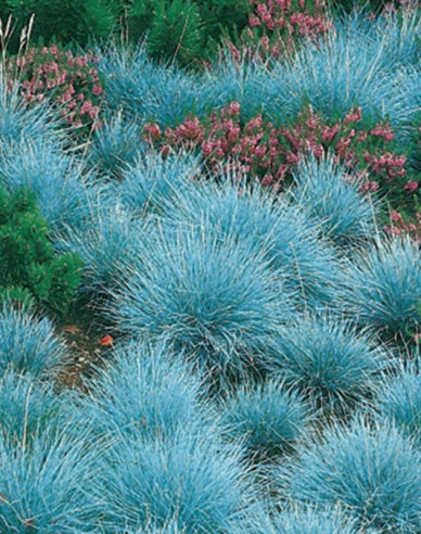 Schwingel Elijah Blue 10l