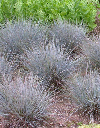 Schwingel Elijah Blue 10l