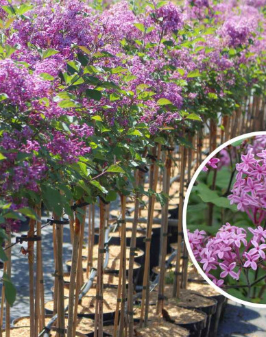 Flieder Dark Purple - Stämmchen