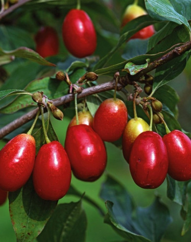 Gewöhnlicher Hartriegel Jolico 160cm