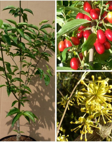 Gewöhnlicher Hartriegel Jolico 160cm