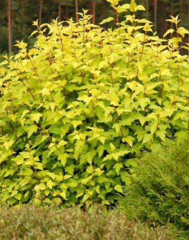 Fasanenspiere Darts Gold