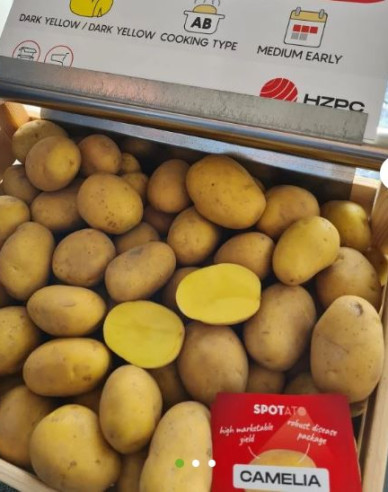 Pflanzkartoffeln Camelia Kübel 1kg