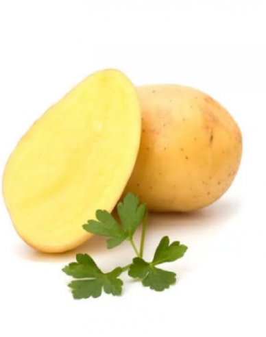 Pflanzkartoffeln Soraya Wanne 1kg