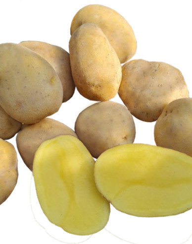 Pflanzkartoffeln Wendy 5kg