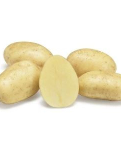 Pflanzkartoffeln Sylvana 5kg