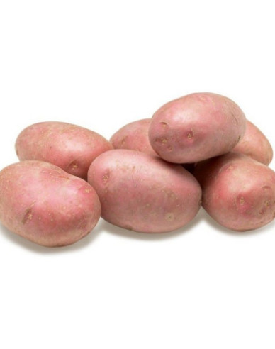 Pflanzkartoffeln Memphis 5kg