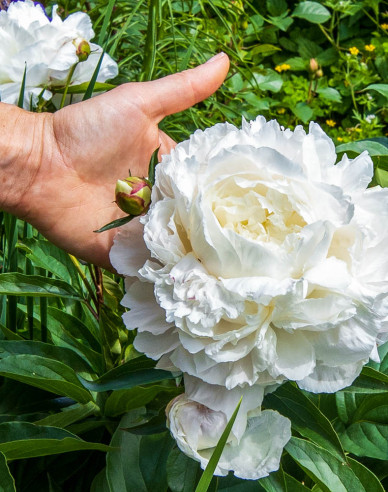 Pfingstrose  Duchesse de Nemours