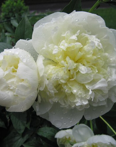 Pfingstrose  Duchesse de Nemours