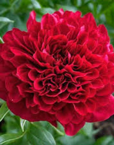 Pfingstrose Eliza Lundy