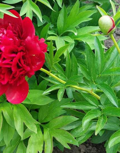 Pfingstrose Eliza Lundy