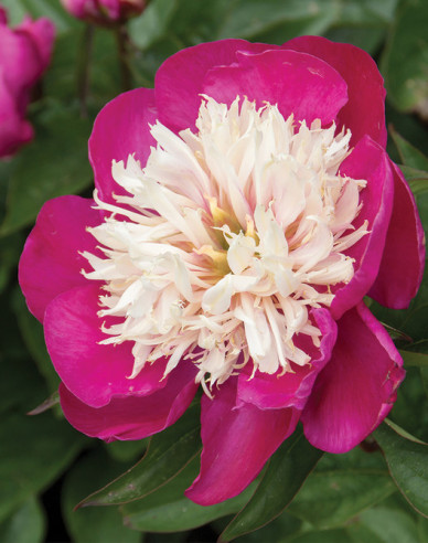 Pfingstrose ´White Cap´