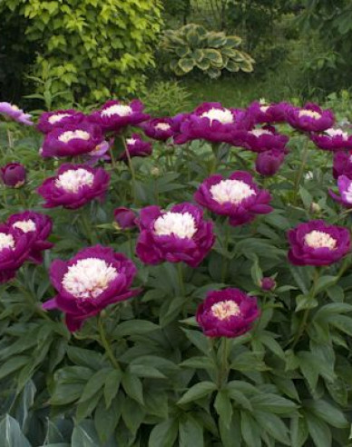 Pfingstrose ´White Cap´