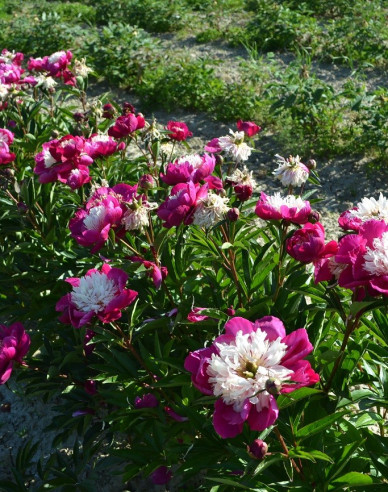 Pfingstrose ´White Cap´