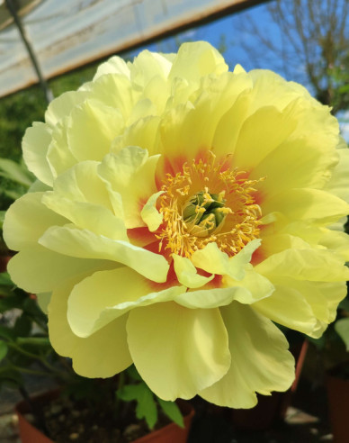 Pfingstrose itoh Bartzella Hybride