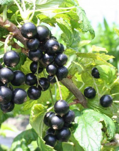 Schwarze Johannisbeere Cassisima Noiroma,Hochstämmchen, 2l