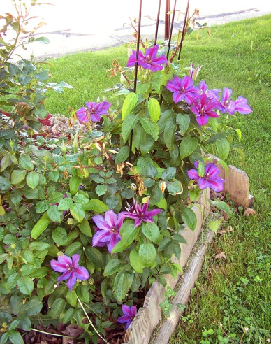 Waldrebe Mrs. Thomson