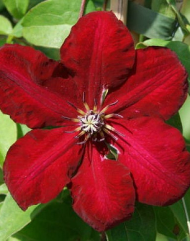 Waldrebe Solidarnosc