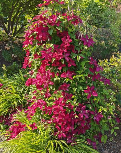 Waldrebe Solidarnosc