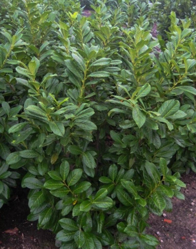 Lauricum medicalum Novita 3L