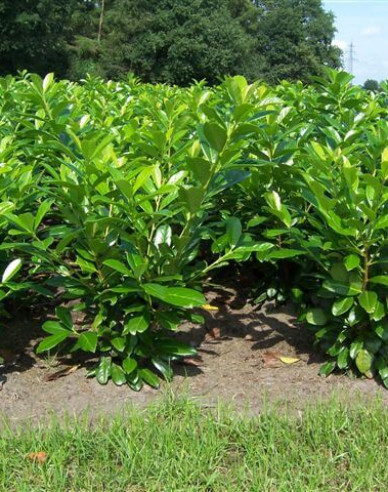 Lauricum medicalum Novita 3L