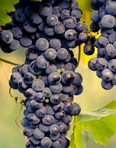 Tafelrebe Muscat Blue