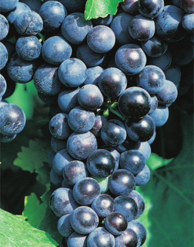 Tafelrebe Muscat Blue