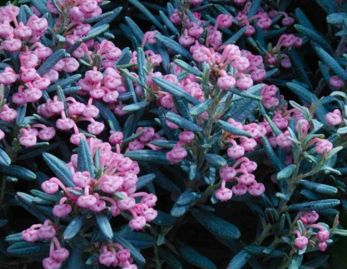 Lavendelheide BLUE ICE