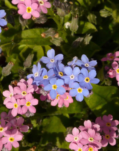 Wald-Vergissmeinnicht Pink