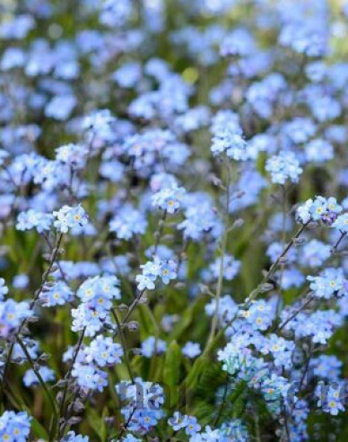 Wald-Vergissmeinnicht Blau
