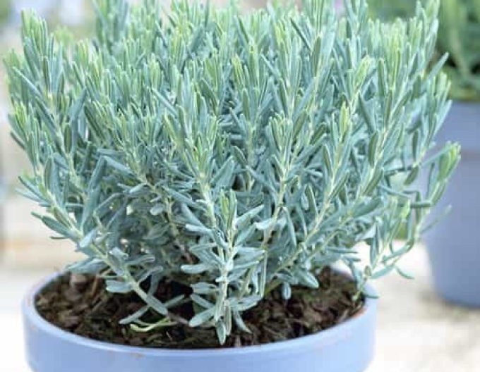 Lavendelheide Blue Lagune