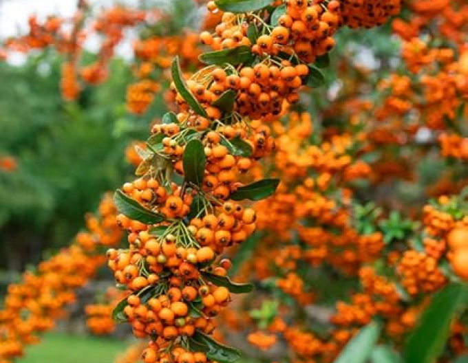 Scharlach-Feuerdorn Orange Star