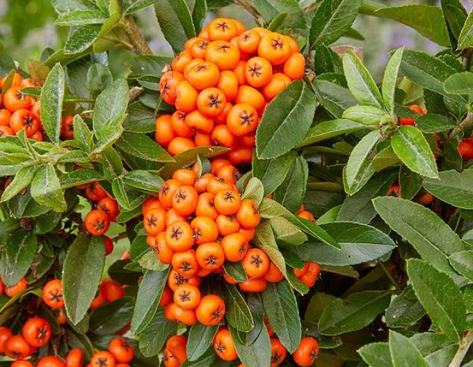 Scharlach-Feuerdorn Orange Star