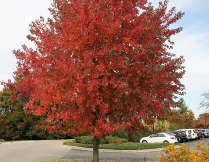 Freemans Ahorn Herbstfantasie