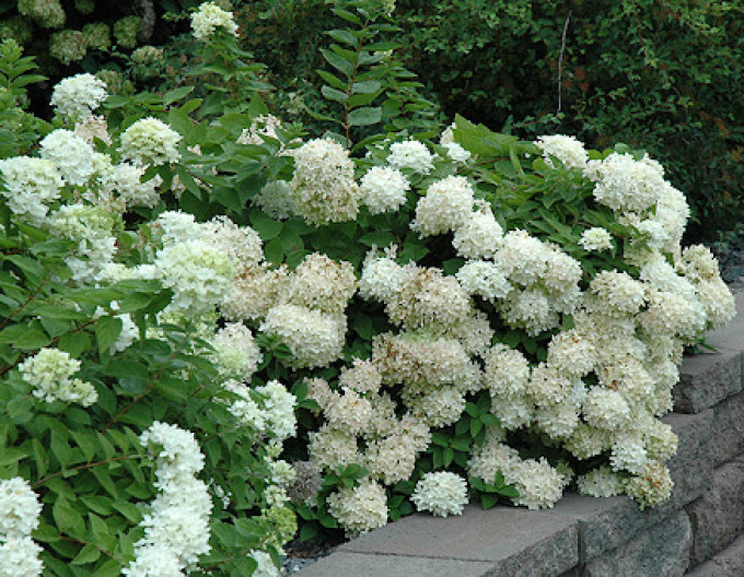 Hortensie Grandiflora